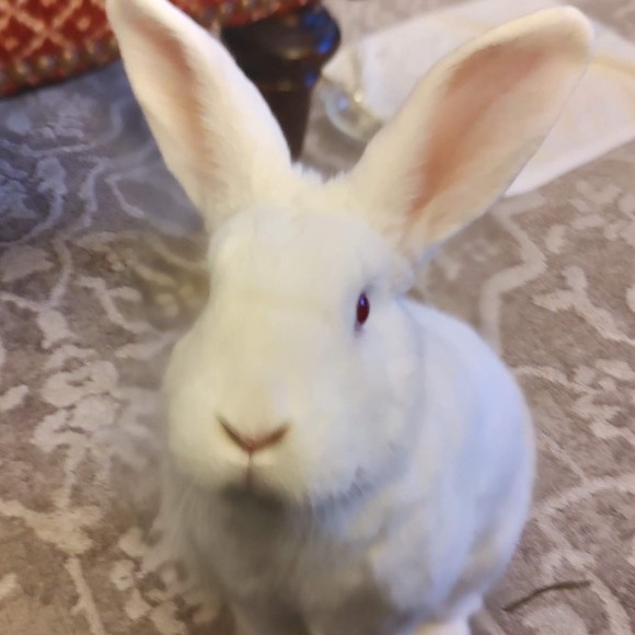 Meet your Posher, Andrew - Picture 1 of 1